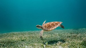 Where To See Turtles In St Thomas, USVI - 2024 Guide