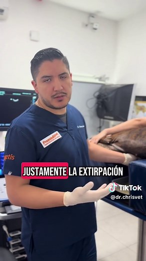 Toracocentesis en efusión pleural veterinaria