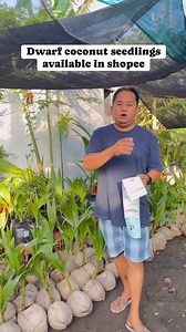 Salamat sa ating customers today🙏🙏🙏 Dwarf coconut seedlings for sale we ship nationwide.😊😊😊 🌴 Dwarf Coconut Seedlings For Sale! 🌴 Looking to start your own coconut farm or add a productive tree to your backyard? Our dwarf coconut seedlings are the perfect choice! These are high-yielding, early-bearing, and space-saving coconuts—ideal for both small-scale and commercial growers. ✅ Legit and healthy ✅ Carefully nurtured and ready for transplanting ✅ Fast-growing and fruit-bearing in as ear