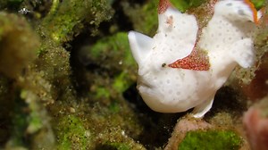 5.4K views · 556 reactions | Identifying the warty frogfish is...