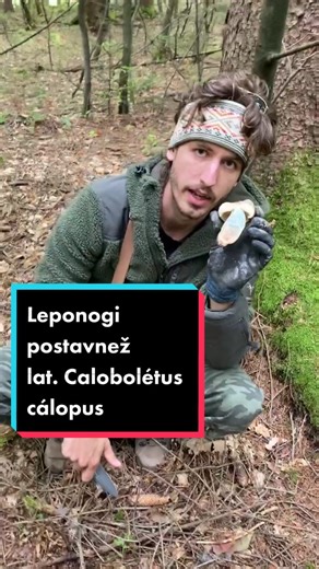 Mushroom Foraging Techniques in Forested Areas