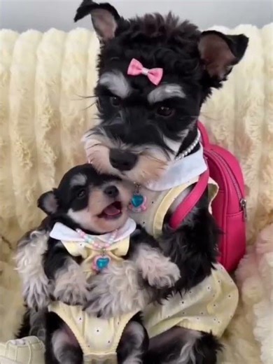 Schnauzer's Hilarious Refusal to Care for Kids