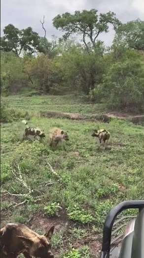 hyena and wild dog fight
