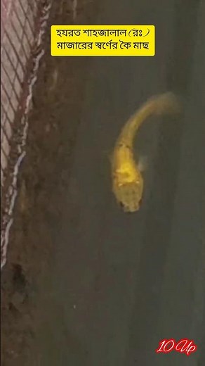 মাজারের স্বর্ণের কই মাছ-হযরত শাহ জালাল (র:)মাজারের সোনার মাছ-Sylhet Majar Sorif-MajarSylhet