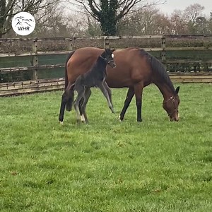 409K views · 5.6K reactions | Deep Impact x Minding = ______ What would you name this special filly? 朗  Coolmore Stud | World Horse Racing | Facebook