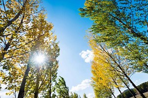 The Tallest Tree in North Carolina Is the Size of a 20-Story Office Building