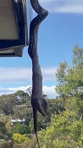 Python Eats a Possum