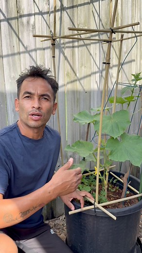 75K views · 703 reactions | करेला, बोडी र काँक्रालाई DIY ट्रेलिस !!...