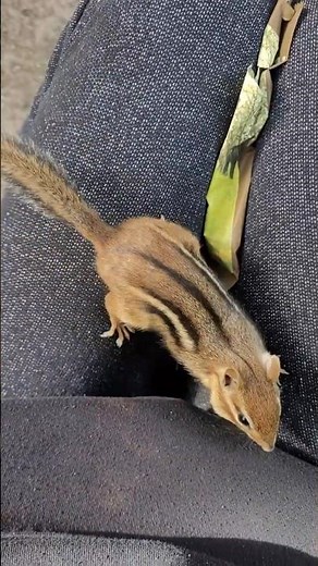 Baby Chipmunk Finds Hidden Almonds! #shorts