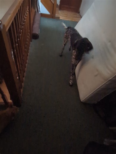 Hunting Dog Meets Tiny Cat: A Candid Encounter