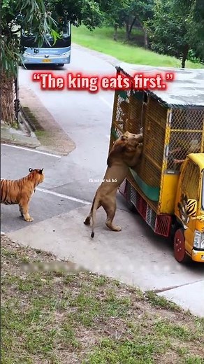 The male lions eat first, the tigers eat later.