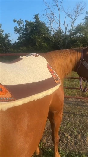 643 reactions · 24 shares | 5 Star’s Limited Edition Pads bring...