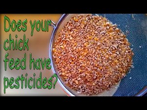 How To Make Chick Feed