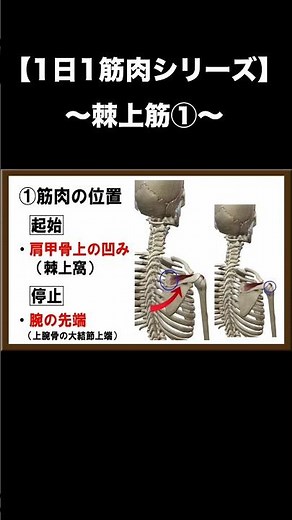 【1日1筋肉シリーズ】棘上筋①