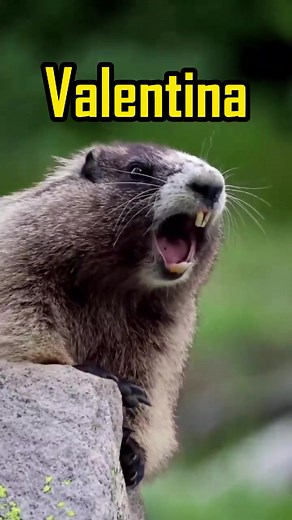 Valentina the Screaming Marmot's Funniest Moments
