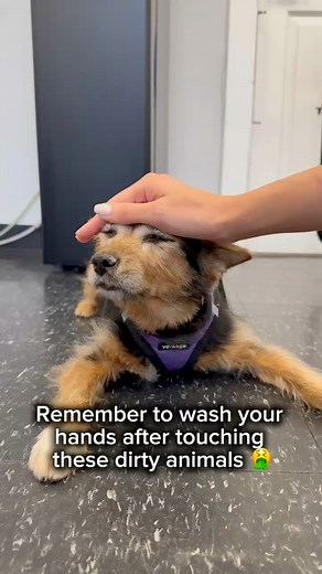 Attention 🚨 Public Service Announcement! We care about you and we just want you to stay safe .. even if it means laughing at this video 😂💚 #comedy #funny #PSA | AMA Animal Rescue