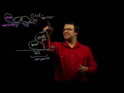 Promoters, enhancers and transcription factors
