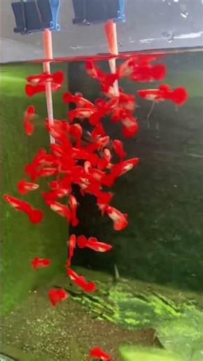 Red Guppy Fish Feeding Frenzy! 🐟🔥 #shorts
