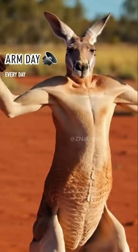Kangaroos: Nature's Ultimate Bodybuilders! 💪🥊🇦🇺 #Shorts