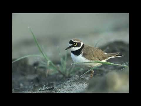 Little Ringed Plover Bird Call