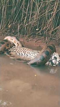 Why size doesn't matter for these killers #animals #venomous