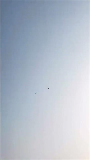 Falcon Attack The Pigeon😳😳