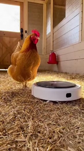 Chicken Refuses to Let Robot Vacuum Pass. | Building Tini dreams