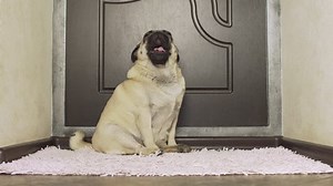 clip-1018030279-pug-dog-crying-weeping-screaming-yelling-owner