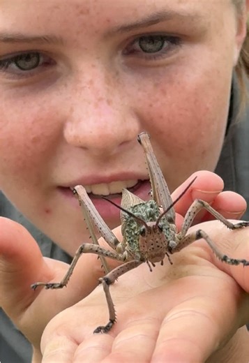 LOOK how much this Milkweed Locust seems just like it has appeared from out of space - an ALIEN!🦗🪐