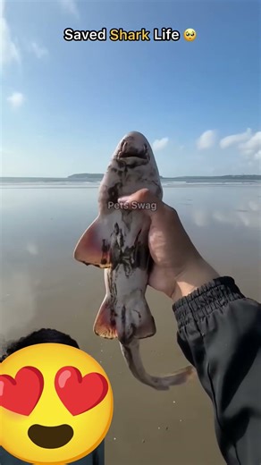 #shark​ #sea​ #ocean​ #animals​ #viral​ #trending​ #respect #trendingshorts #facts #reel #shorts 😍🥹😍