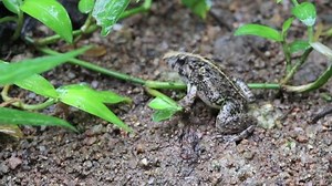 Frogs Amphibians Jump Far Four-legged Animal Stock Footage Video (100% Royalty-free) 24951551 | Shutterstock