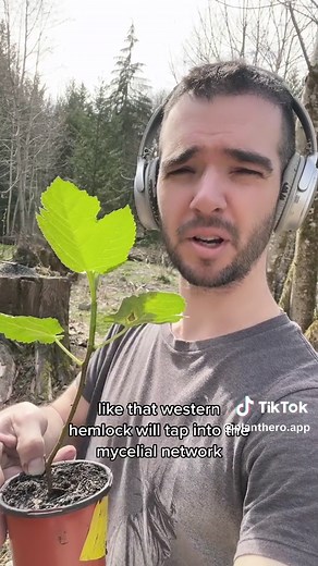 Repurposing Old Tree Stumps: Growing Fig Trees and Epiphytes