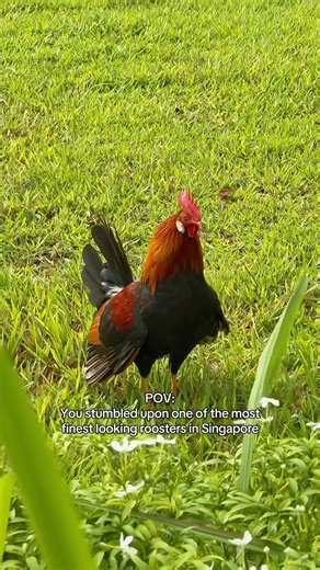 DINIE UNIVERSE (Episode 257) – Rooster in Singapore #Singapore