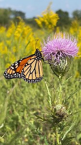 1.1K views · 147 reactions | MONARCH MIGRATION: Monarchs are fueling...