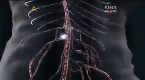 " " " KNEE REFLEX . ...... " " " | Anatomy by Dr. Shafiq Ahmad Kainth.