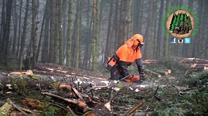 Aaron Ferguson testing the Husqvarna 550 XPMkII in a Sitka Spruce in Aberfoyle Forest, Scotland | Forestmachinemagazine