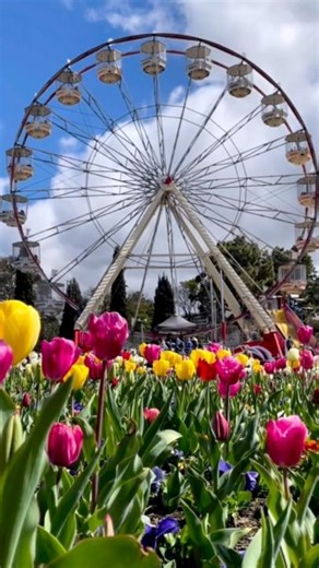 132K views · 2.6K reactions | The Amsterdam of Australia? Without the jet lag. Canberra’s serving tulip fields, Ferris wheel rides, and all the spring vibes you didn’t know you needed. Canberra, ACT Planning a spring getaway? This one’s got your name on it.  IG: thecanberratales Video description: Purple and yellow tulips swaying in the wind with a ferris wheel spinning in the background in Canberra | Wotif.com | Facebook