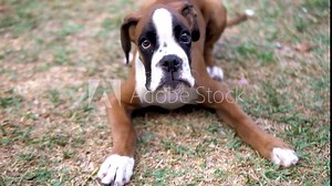 Close-up shot of a young boxer puppy lying down and barking at its owner