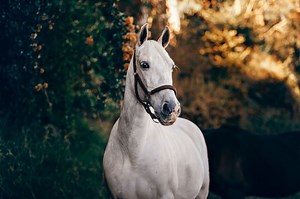 Apa Saja Ciri-Ciri Kuda Sebagai Makhluk Hidup? Materi Kelas 3 SD - Bobo