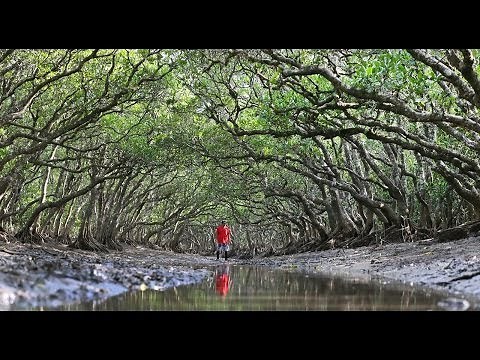 探訪「マングローブの原生林」鹿児島県奄美大島