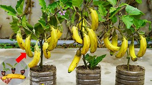 How I Grow High-Yield Bananas | Diy Garden World