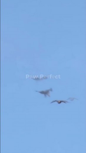 Peregrine Falcon vs Eagle: Who Rules the Sky?