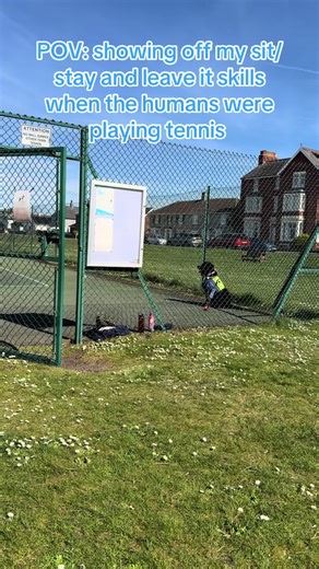 POV: showing off my sit/stay and leave it skills when the humans were playing tennis I got to be ball dog and collect the balls when cued 😊 (Although I did chase a couple when I wasn't supposed to 🙈😂) It meant my human could join in a bit - she can't play tennis because she can't use the racket, but we collected the balls and passed them back which meant she was still included 😊 #dog #dogtok #doglife #assistancedog #servicedog
