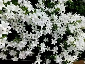 Chameli Phool Ke Upay: कड़ी मेहनत के बाद भी नहीं मिल रही सफलता, तो चमेली फूल से करें ये टोटका फिर देखें चमत्कारिक फायदा