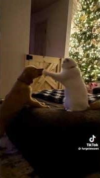 Vídeos engraçados de gatos e cachorros