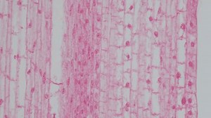 Study Plant Tissues Under Microscope Laboratory Stock Footage Video (100% Royalty-free) 1107846843 | Shutterstock