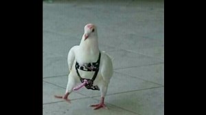 Helluva Boss Memes Collection: A Review