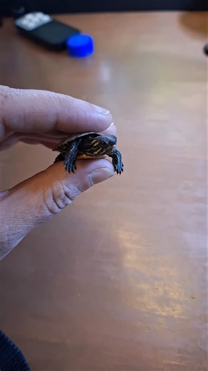Hatching Season Has Begun