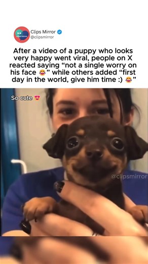 puppy’s “not a single worry in the world” moment has people reacting goes viral 😂🐶 #puppy