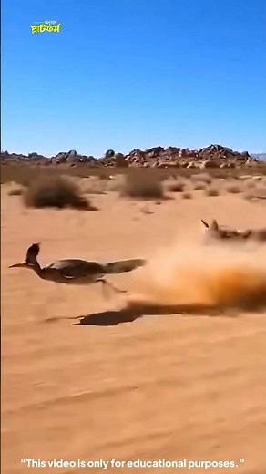 Road Runner: The fastest and most agile bird in the world 😱 Road Runner Bird